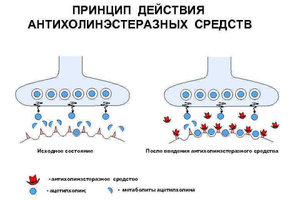 Пасаремос блэк спрут